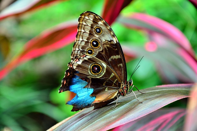 Free Butterfly Macro photo and picture
