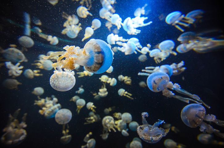 1 000 Free クラゲ Jellyfish Images