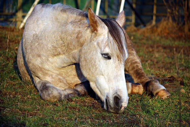 Paard Slaap Volbloed Arabier - Gratis foto op Pixabay - Pixabay