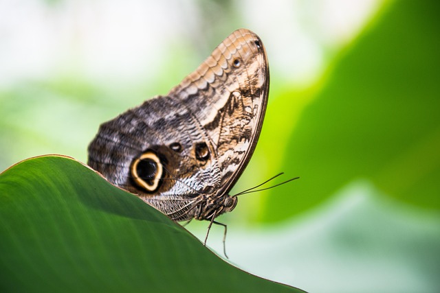 Vlinder, Blad, Insect, Bladeren, Dier