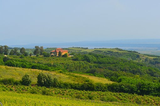 Free Vineyard Landscape photo and picture