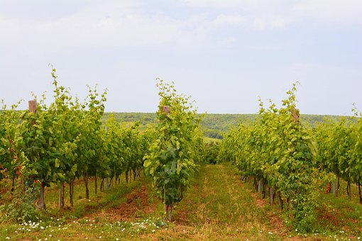 Free Vineyard Landscape photo and picture