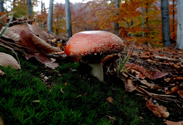 Free Autumn Fly Agaric photo and picture