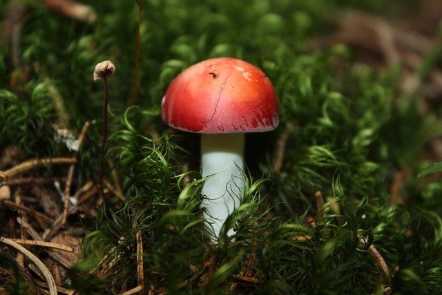 Free Autumn Forest photo and picture