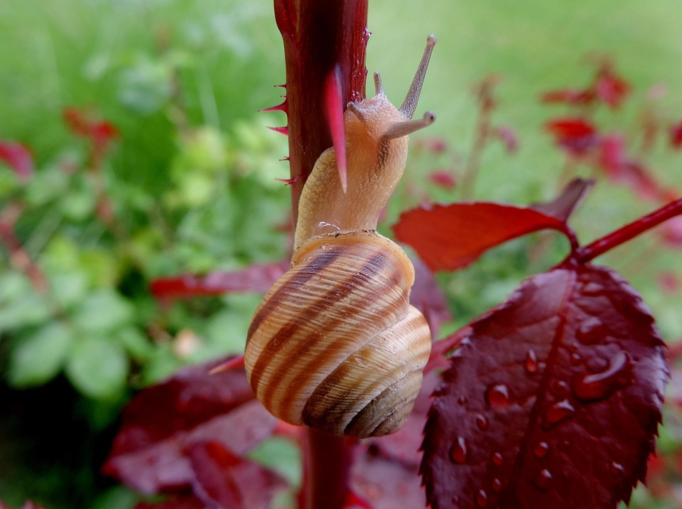 Escargot Jardin Bois De Rose · Photo gratuite sur Pixabay