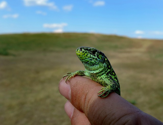 Free Green Lizard photo and picture