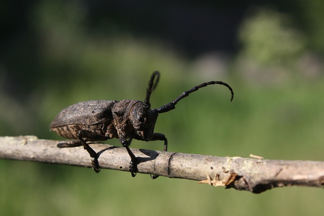 Free Beetle Insect photo and picture