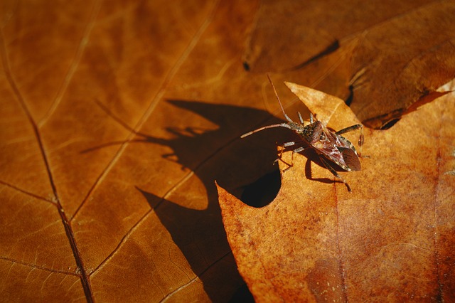 Free Autumn Beetle photo and picture
