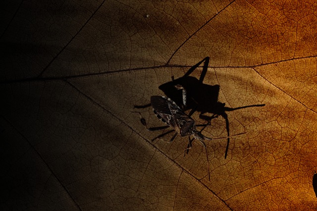 Free Autumn Beetle photo and picture