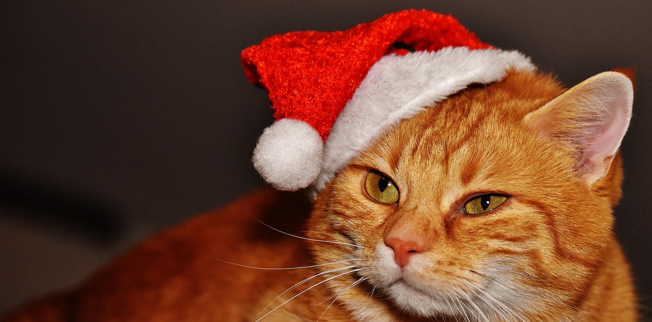 10,000+ Free Kitten & Cat Photos Pixabay