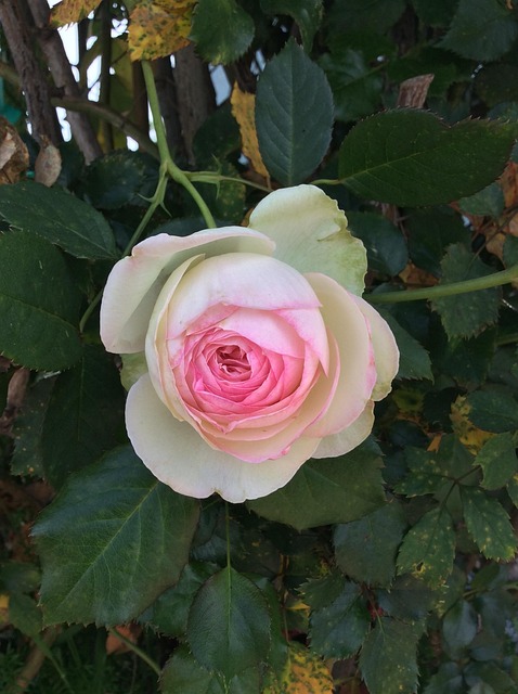 Blume, Rose, Rosa, Weiß, Blüte