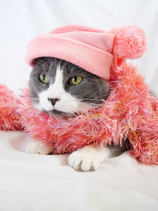 Cat Animal Pet - Free photo on Pixabay