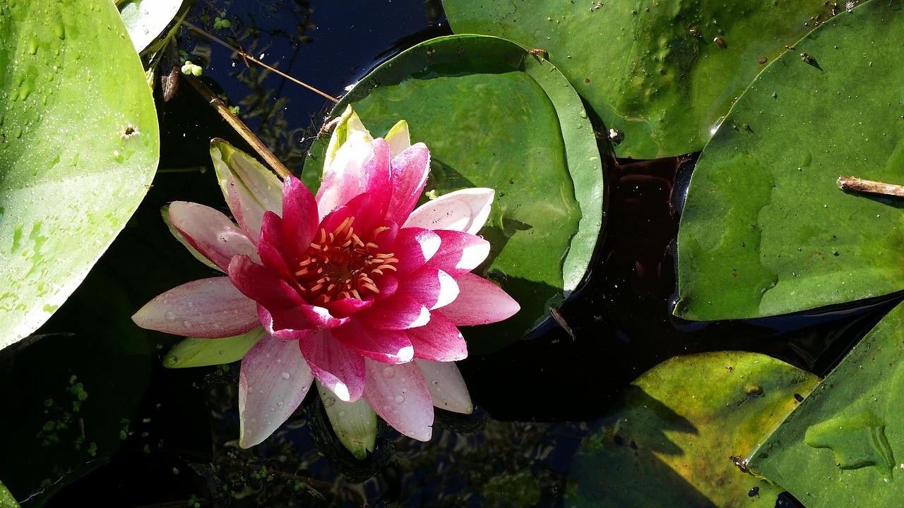 수련 도랑 - Pixabay의 무료 사진 - Pixabay