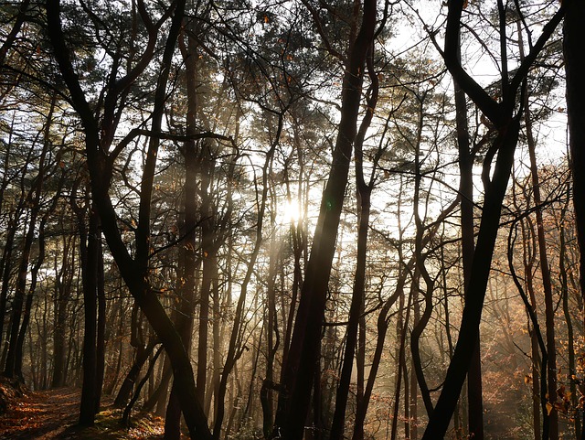 Free Forest Nature photo and picture