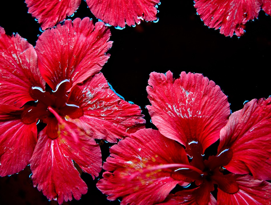 flower-1900333_960_720.jpg