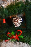 christmas, brad, pom