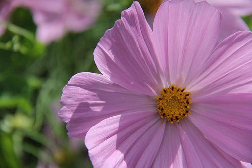 Free Cosmea Pink photo and picture