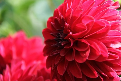 Free Dahlia Red photo and picture