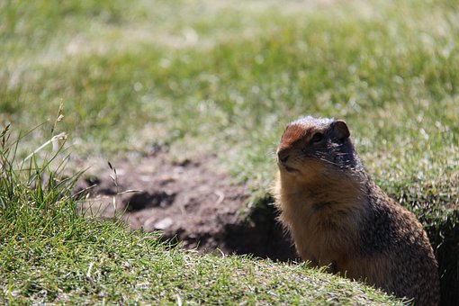 Free Ground Squirrel Grass photo and picture