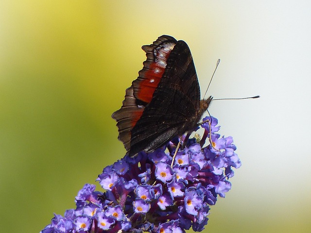Pauw Vlinder, Vlinder, Buddleia, Natuur
