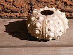 urchin, shell, test