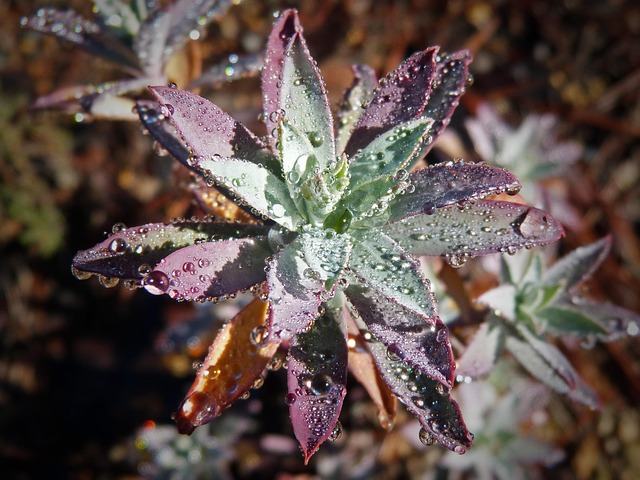 Planta Rocio Color Rosa Planta Silvestre Rocío Gotas - Foto gratis en Pixabay - Pixabay