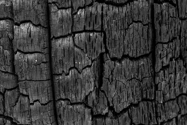 Free Coal Charred Tree photo and picture