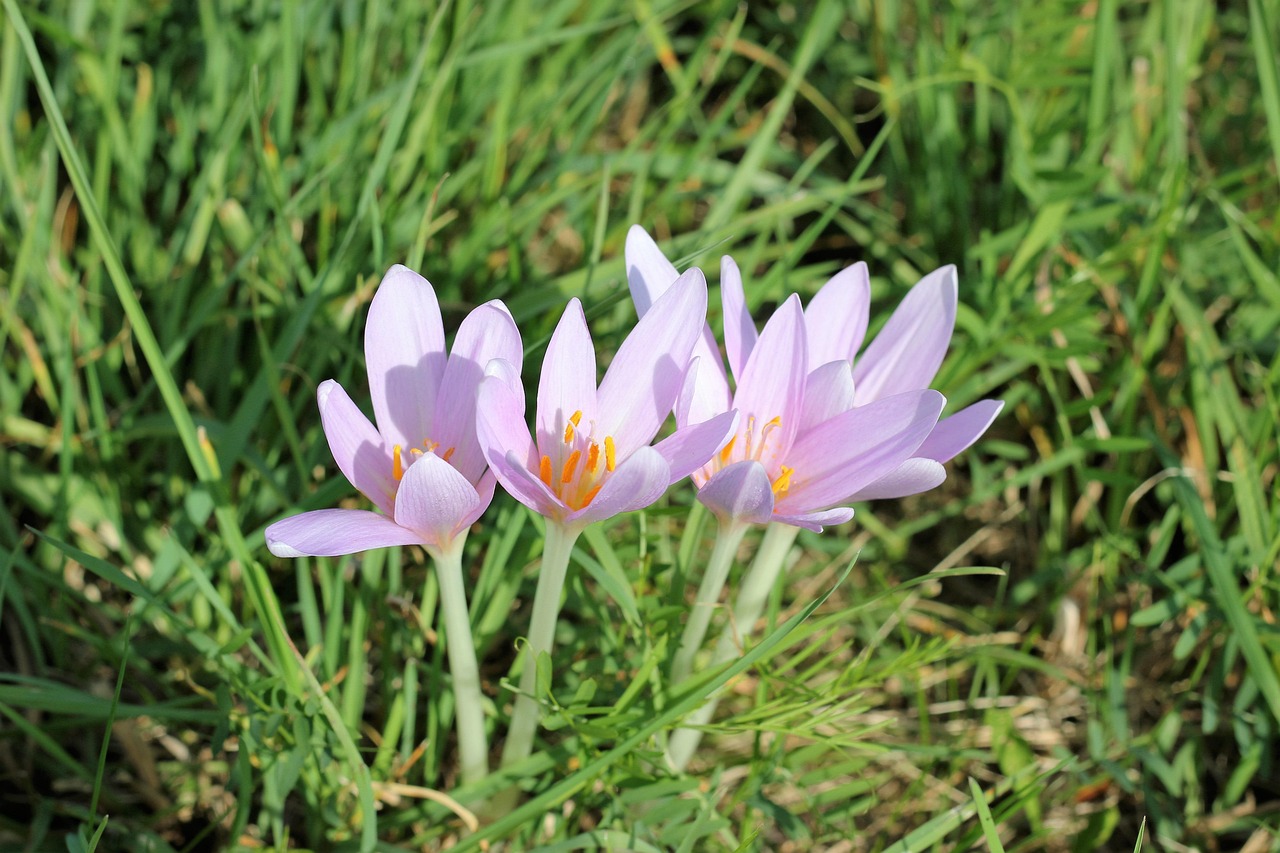 Autumn Crocus Colchicum Autumnale - Free photo on Pixabay