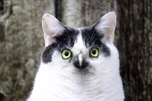 Kat Med Eagle Øjne, Kat, Tømmermænd