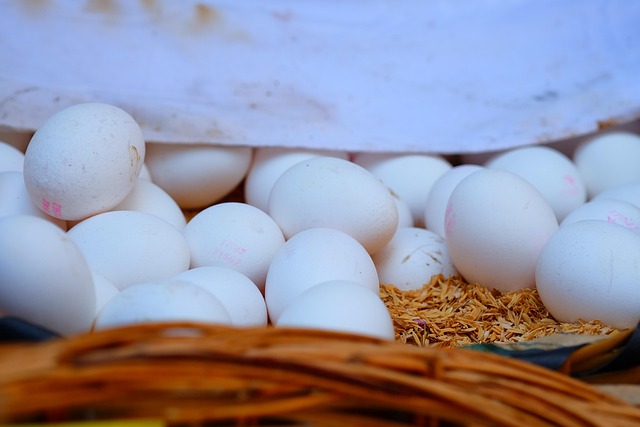 Free Egg Chicken photo and picture