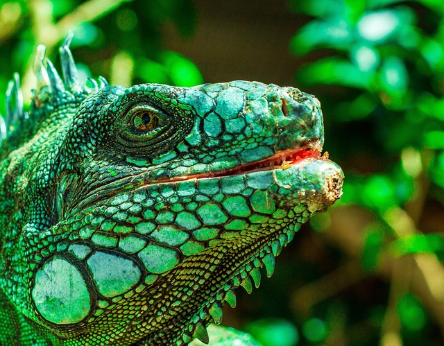 Free Iguana Eyes photo and picture