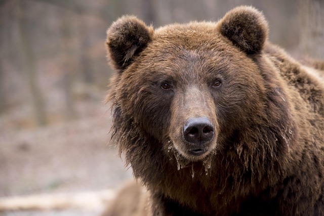 Free Bear Brown Bear photo and picture