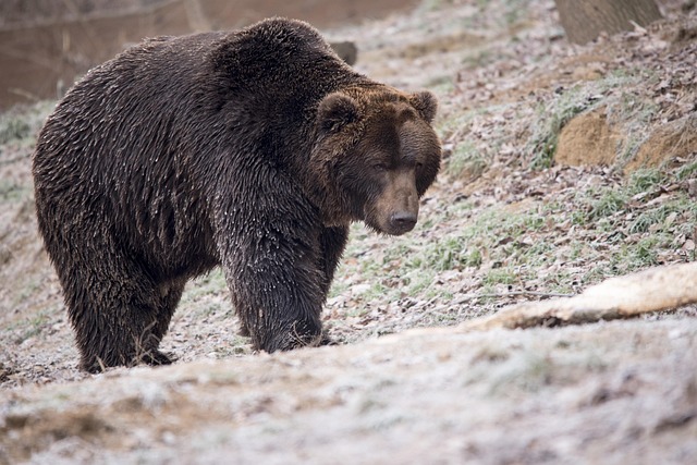 Free Bear Brown Bear photo and picture