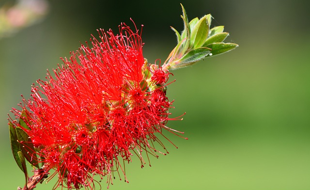 Free Callistemon Brush photo and picture
