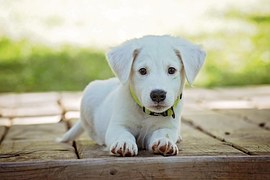 Shiba Inu Kutya Ingyenes Fot A Pixabay en Shiba Inu Kutya Ingyenes Fot A Pixabay en