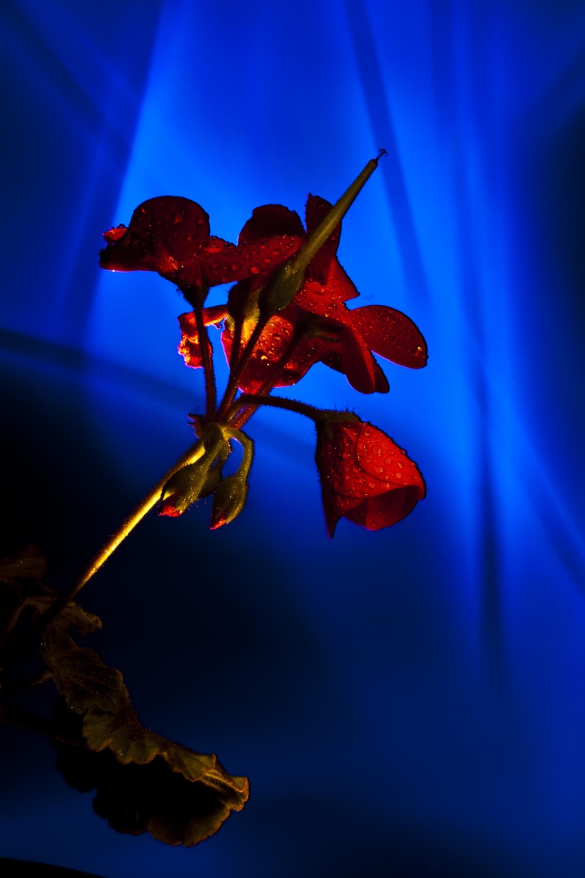 Licht Schilderen Lichtkleurend Gratis foto op Pixabay Pixabay