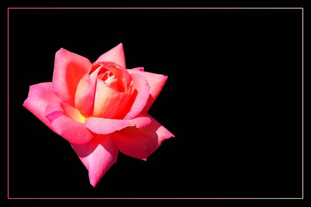 Rose, Ædel Rose, Rosenblomst, Blomstre