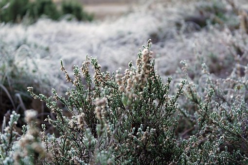 Free Plant Nature photo and picture