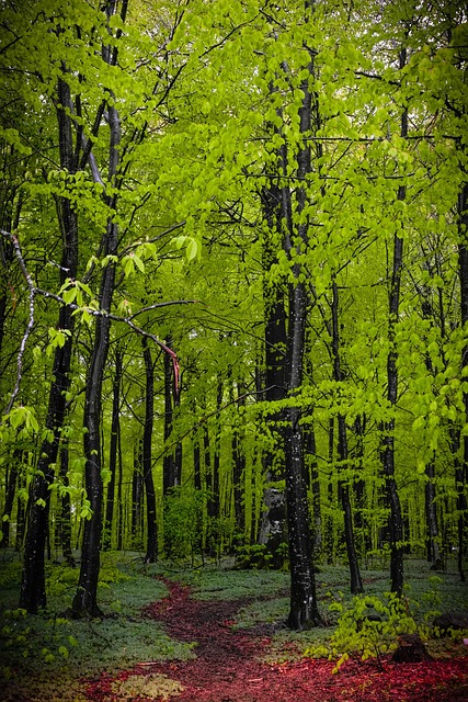Free Spring Green photo and picture