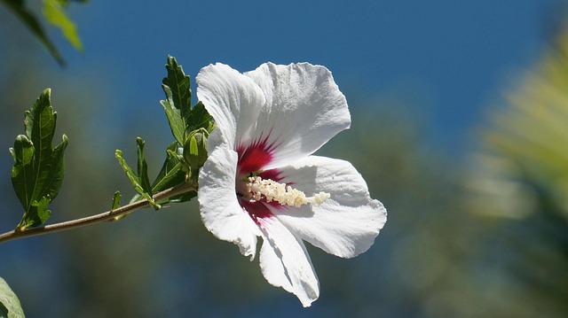 Free Hibiscus Blossom photo and picture