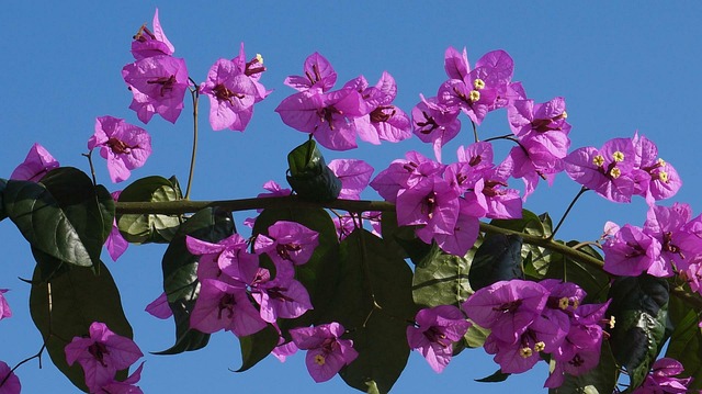 Free Triple Flower Bougainvillea photo and picture