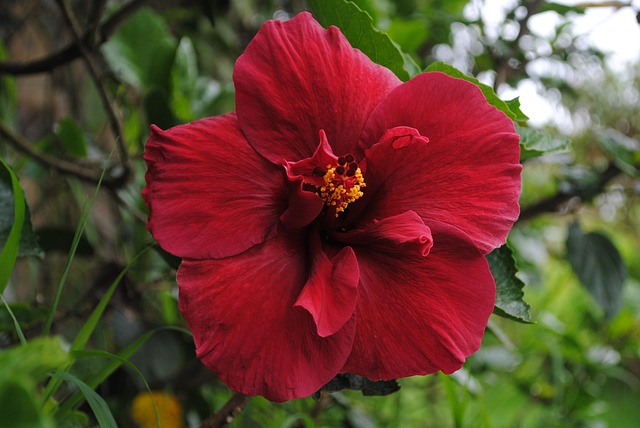 Free Roses Flowers photo and picture