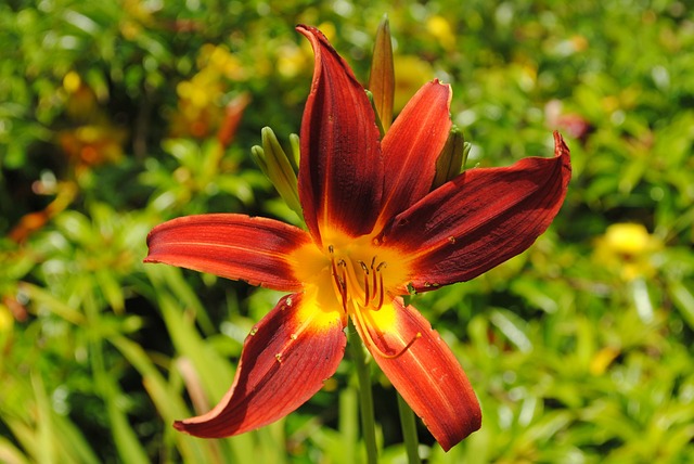 Free Day Lily Sawn photo and picture