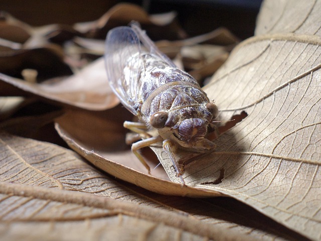 Free Insect Nature photo and picture