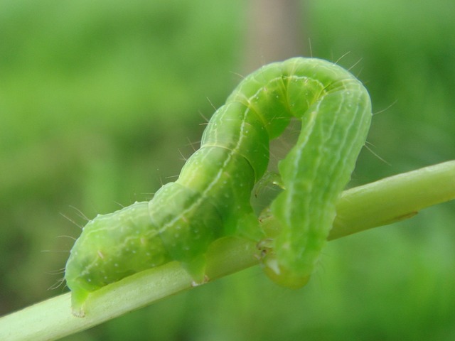 Free Caterpillar Insect photo and picture