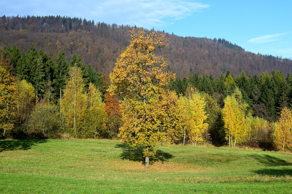 景观 落下 树 - Pixabay上的免费照片 - Pixabay
