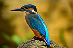 kingfisher, blue, plumage