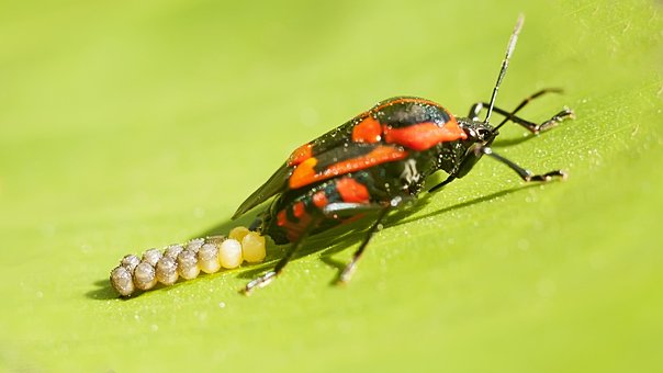 Free Bugs Insects photo and picture