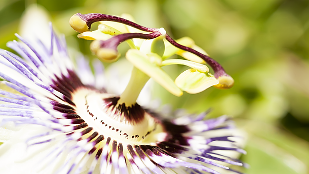 Free Flower Macro illustration and picture