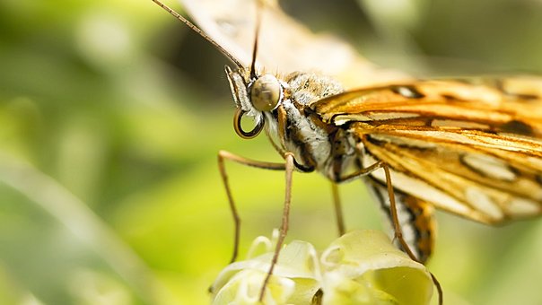 Free Butterfly Macro photo and picture